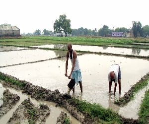 chhatisgarh: farmer sold paddy on low price
