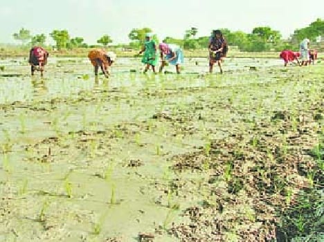 Farmers engaged in preparing fields for planting