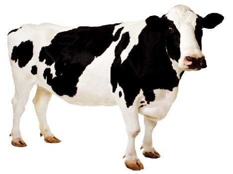 cow died due to current