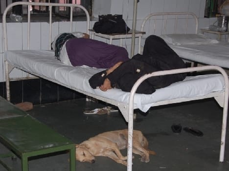 Hospitals dog- camp , chaos roost