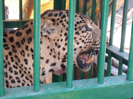 leopard in home