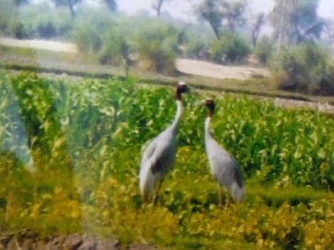 ratio of crane has been decreased in mathura