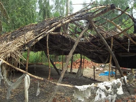 Dbangon in poultry caused by fire