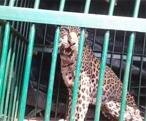 leopard caught in almora.