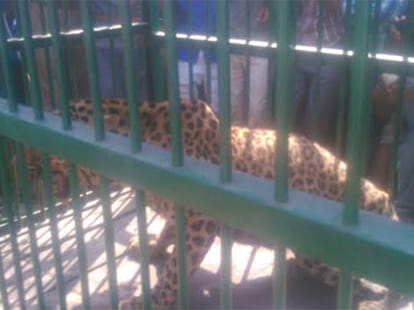 leopard entered house in pilibhit