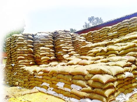 Thousands of tons of wheat rotting in the warehouse