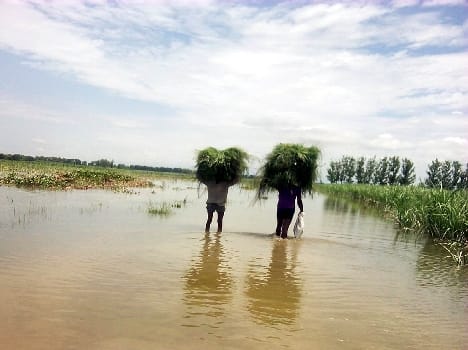 10 cm and raise the water level of Sharda