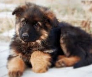 license is necessary for owning dog