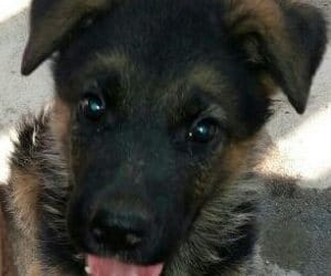 Dog kidnapping in kanpur