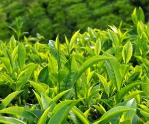 CSIR develop a technique by tea leaves that will prevent Cancer.