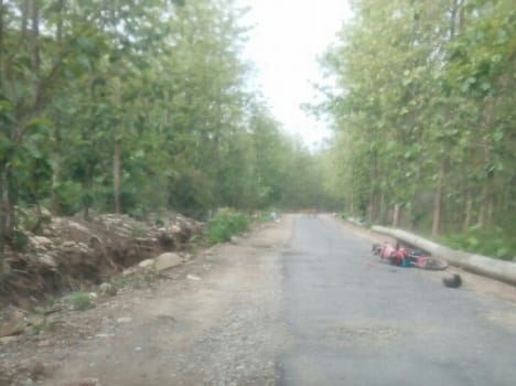 Sloping forest tigress routed parade