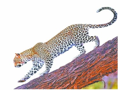 leopard killed 10 goat in night.