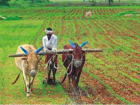 farmers can sell there garins via online