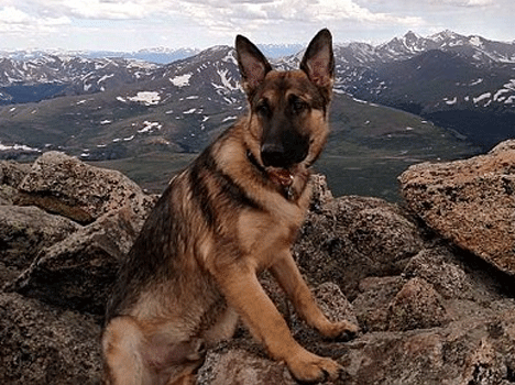 How Dog Rambo saves life of owner