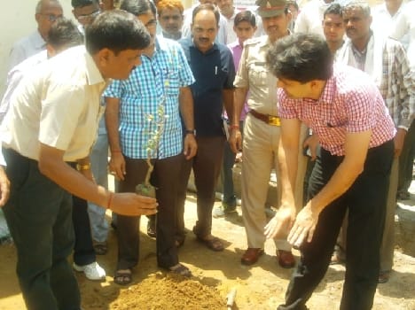 DM sandalwood sapling planted in the tehsil