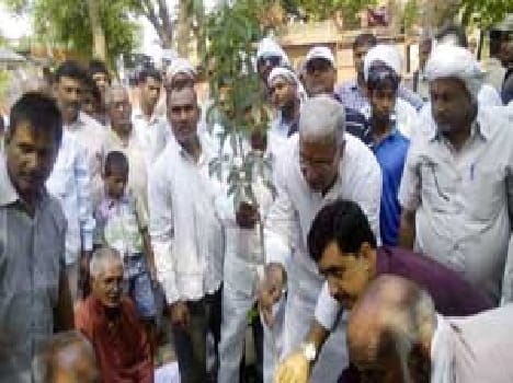 Plantation important for ecology