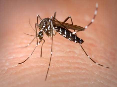dengue alert
