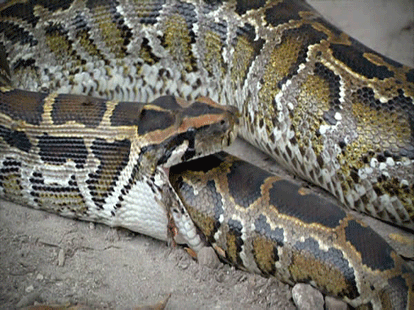 mystery behind cannibal snakes