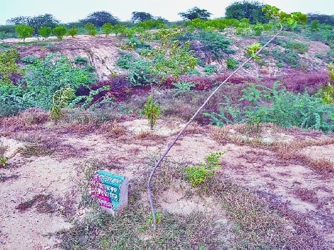 Sapling was planted on the ground of corruption, divisional commissioner