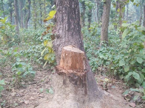 Ongoing saws on trees, forests, heavy