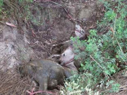 cattle died by eating toxic weed.