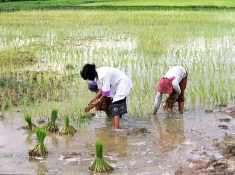 Jmajm monsoon paddy growers face bloom
