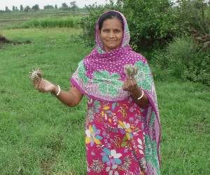 pakistan disappoint our basmati upset
