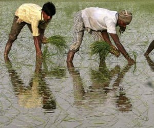 bihar: Bank of Grain