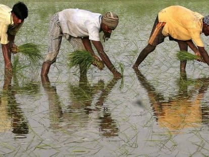 bihar: Bank of Grain