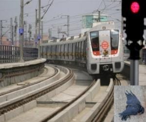 Crows's death make down metro and stagnated breath.