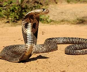 mother and son died due to snake bite at bilaspur.