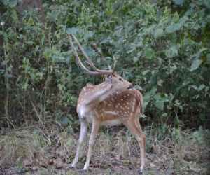 malsi deer park dehradun.
