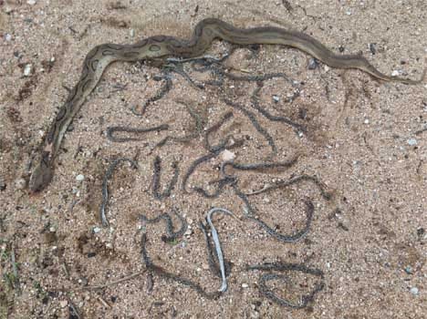 villagers-killed-snake-and-its-snakelets