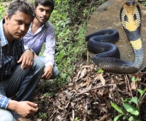 king cobra nest found in dehradun.