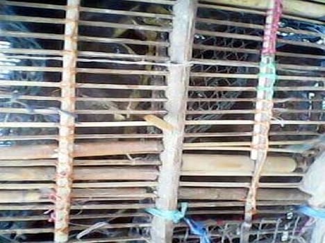 Smugglers grabing birds