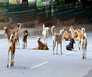 Lucknow nagar nigam will search 2000 dogs