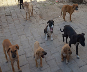 dogs terror in dehradun.