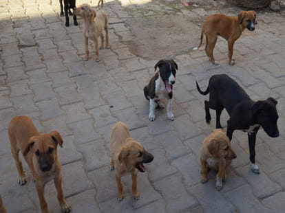 police have registered a case against four for beaten dogs
