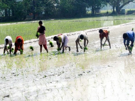 Transplanting of rice faster, Mantha dipped