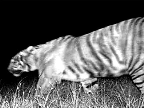 Tigre returned in Katari