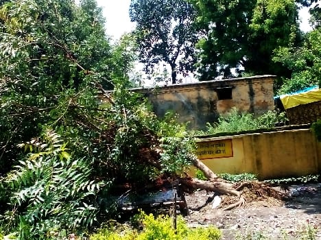 BSA office tree in storm disturbed him