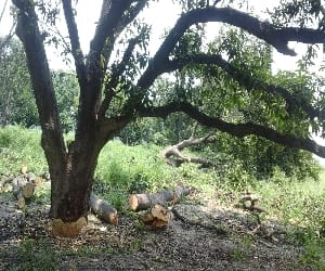 Farmer learn lesson from loss tree