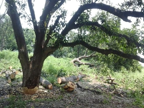 tree cutting