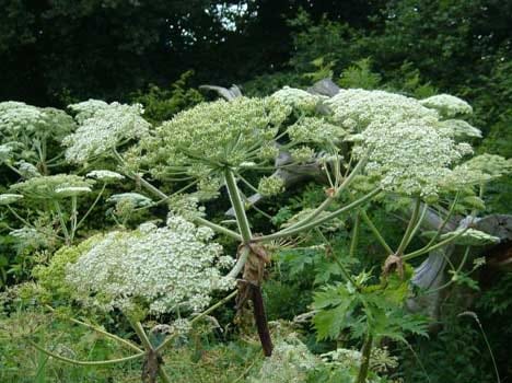 Heracleum mantegazzianum, giant hogweed is dangerous for skin