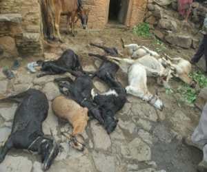 leopard killed 10 goat in night.