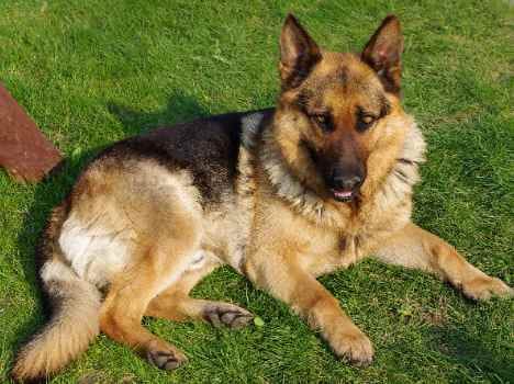 Faithful dog saved life of owner