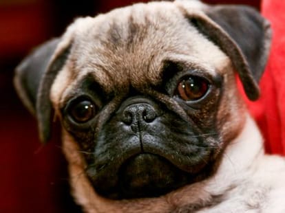 case against the dog owner on his death