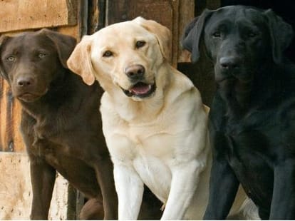 case against the dog owner on his death