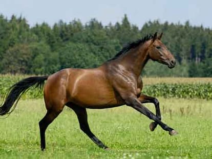 one person died in horse fighting in kanpur