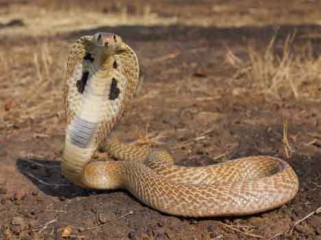 news story on snake bite from jammu